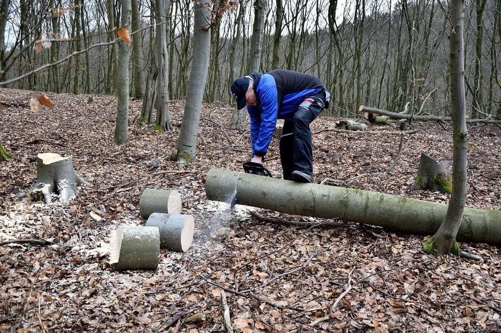 A qui faire appel pour un élagage à Tarbes ?